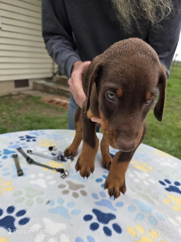Silver – Doberman Pinscher puppy for sale in Half Way, MO