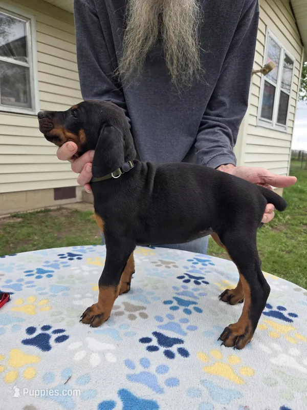 Olive – Doberman Pinscher puppy for sale in Half Way, MO