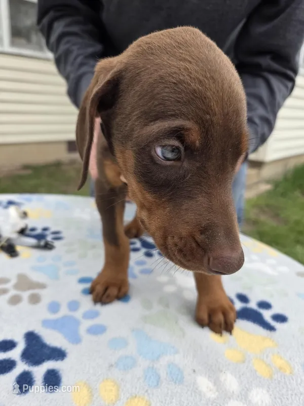Orange – Doberman Pinscher puppy for sale in Half Way, MO