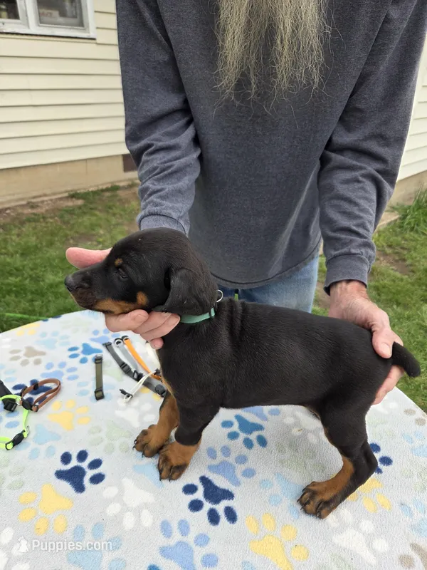 Green – Doberman Pinscher puppy for sale in Half Way, MO