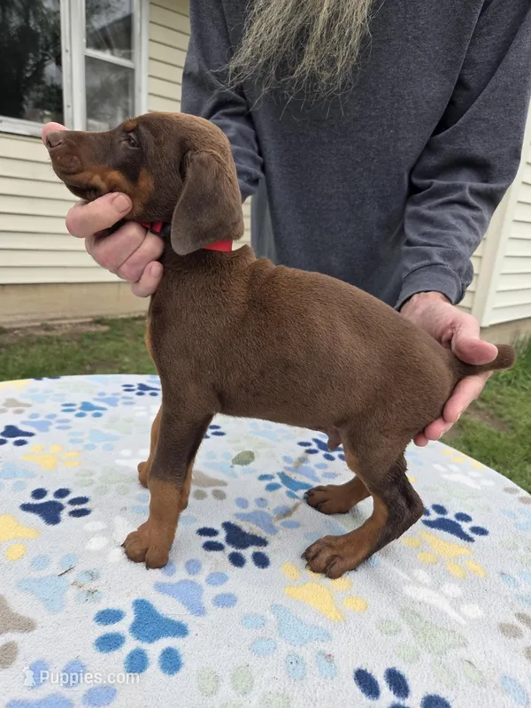 Brown – Doberman Pinscher puppy for sale in Half Way, MO