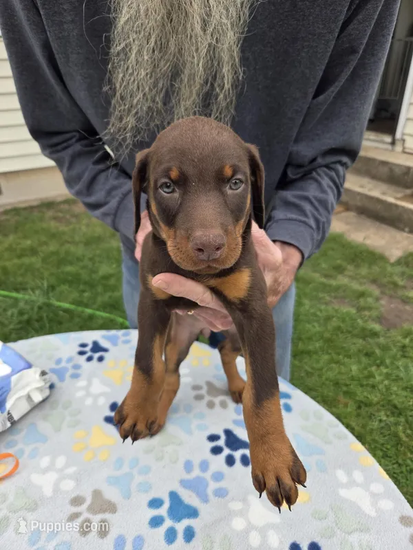 Pink – Doberman Pinscher puppy for sale in Half Way, MO