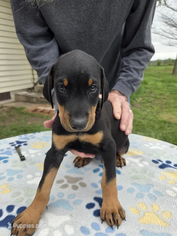 White – Doberman Pinscher puppy for sale in Half Way, MO