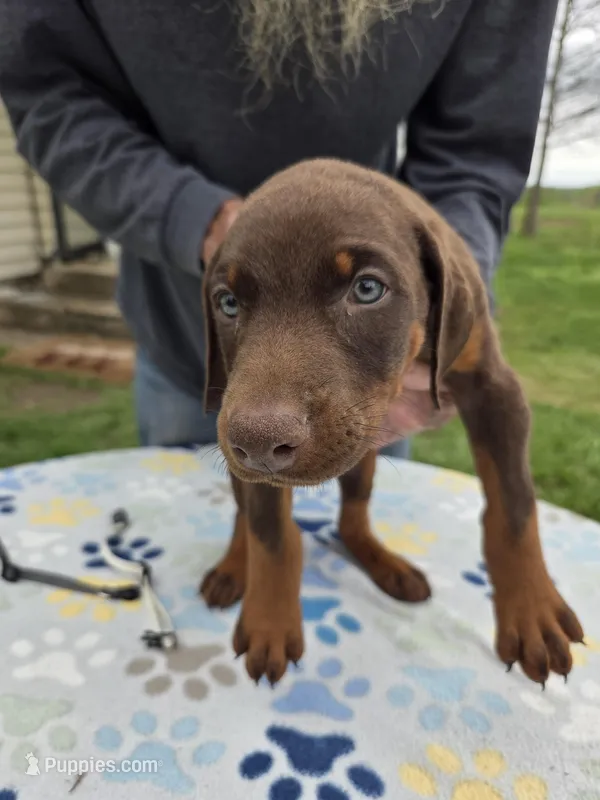 Lime – Doberman Pinscher puppy for sale in Half Way, MO