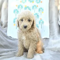 Angel Baby, a female Miniature Goldendoodle for sale in Palm Beach, FL – Photo 2 of 3
