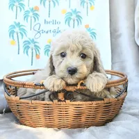 Angel Baby, a female Miniature Goldendoodle for sale in Palm Beach, FL – Photo 3 of 3