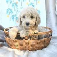 Angel Baby, a female Miniature Goldendoodle for sale in Palm Beach, FL – Photo 1 of 3