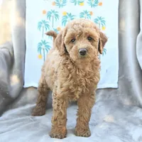 Santa’s Helper, a female Miniature Goldendoodle for sale in Palm Beach, FL – Photo 3 of 3