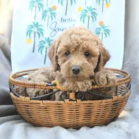 Santa’s Helper, a female Miniature Goldendoodle for sale in Palm Beach, FL – Photo 2 of 3