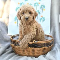 Santa’s Helper, a female Miniature Goldendoodle for sale in Palm Beach, FL – Photo 1 of 3