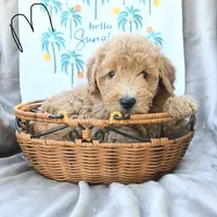 Cupids Helper, a male Miniature Goldendoodle for sale in Palm Beach, FL – Photo 1 of 3