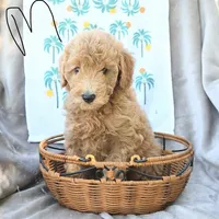 Cupids Helper, a male Miniature Goldendoodle for sale in Palm Beach, FL – Photo 3 of 3