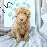 Cupids Helper, a male Miniature Goldendoodle for sale in Palm Beach, FL – Photo 2 of 3