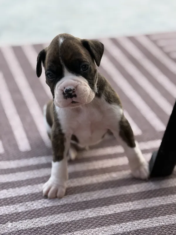 Teevee  – Boxer puppy for sale in Oxford, OH