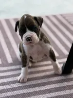 Teevee , a male Boxer for sale in Oxford, OH – 1 of 1