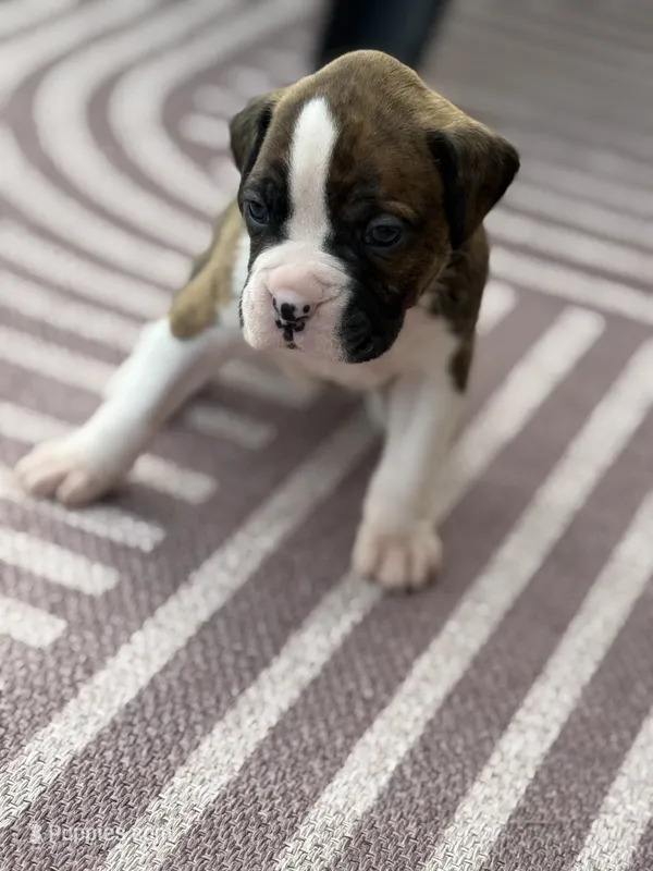 Smores  – Boxer puppy for sale in Oxford, OH