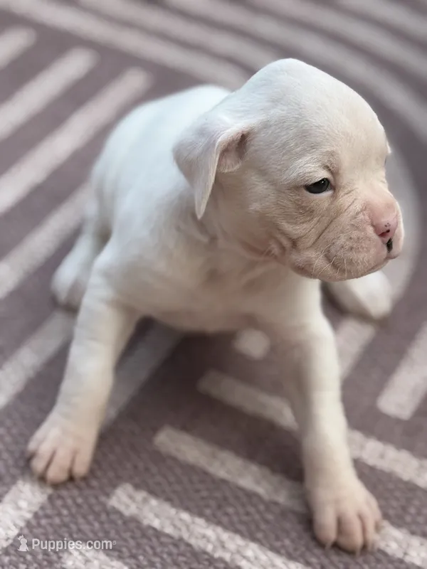 Charlie – Boxer puppy for sale in Oxford, OH