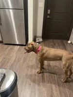 Koby, a female American Pit Bull Terrier for sale in Silver Spring, MD – Photo 2 of 2