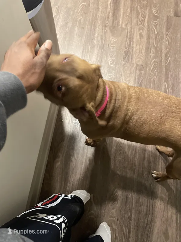 Koby – American Pit Bull Terrier puppy for sale in Silver Spring, MD