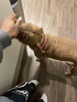 Koby, a female American Pit Bull Terrier for sale in Silver Spring, MD – Photo 1 of 2