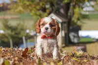 Bingo, a male Cavalier King Charles Spaniel for sale in Dundee, OH – 6 of 10