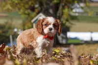 Bingo, a male Cavalier King Charles Spaniel for sale in Dundee, OH – 3 of 10