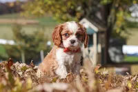 Bingo, a male Cavalier King Charles Spaniel for sale in Dundee, OH – 5 of 10