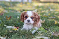 Bingo, a male Cavalier King Charles Spaniel for sale in Dundee, OH – 9 of 10