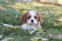 Bingo, a male Cavalier King Charles Spaniel for sale in Dundee, OH – 4 of 10