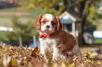 Bingo, a male Cavalier King Charles Spaniel for sale in Dundee, OH – 8 of 10