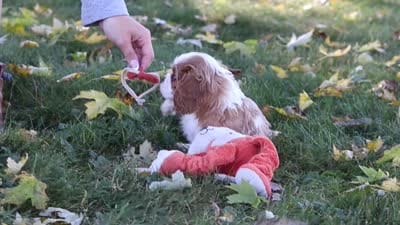 Bingo, a male Cavalier King Charles Spaniel for sale in Dundee, OH – 10 of 10