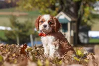 Bingo, a male Cavalier King Charles Spaniel for sale in Dundee, OH – 2 of 10