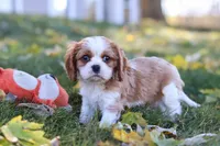 Bingo, a male Cavalier King Charles Spaniel for sale in Dundee, OH – 7 of 10