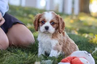 Bingo, a male Cavalier King Charles Spaniel for sale in Dundee, OH – 1 of 10