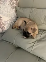 AKC Magnus, a male French Bulldog for sale in Opp, AL – 4 of 10