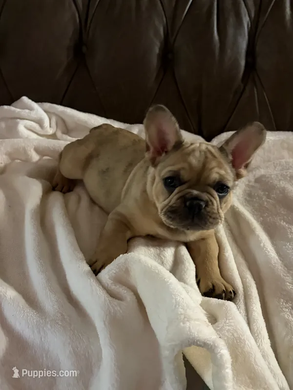 AKC Fawn Merle Fluffy Carrier – French Bulldog puppy for sale in Opp, AL
