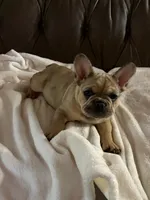 AKC Fawn Merle Fluffy Carrier, a male French Bulldog for sale in Opp, AL – 1 of 10