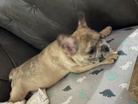 AKC FEMALE Chocolate Merle Fluffy Carrier, a female French Bulldog for sale in Opp, AL – 5 of 10