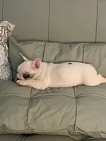 AKC Brutus , a male French Bulldog for sale in Opp, AL – 5 of 9