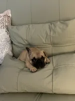 AKC Magnus, a male French Bulldog for sale in Opp, AL – 3 of 10
