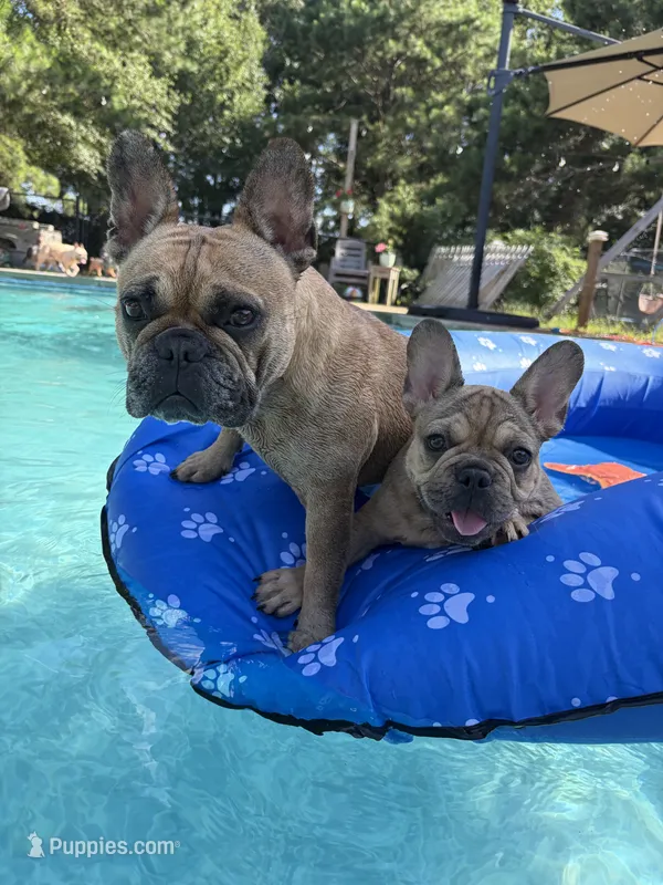 AKC Fawn/Chocolate Merle Fluffy Carrier – French Bulldog puppy for sale in Opp, AL