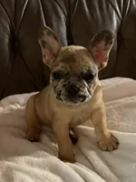 AKC FEMALE Chocolate Merle Fluffy Carrier, a female French Bulldog for sale in Opp, AL – 7 of 10
