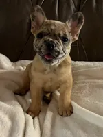AKC FEMALE Chocolate Merle Fluffy Carrier, a female French Bulldog for sale in Opp, AL – 3 of 10