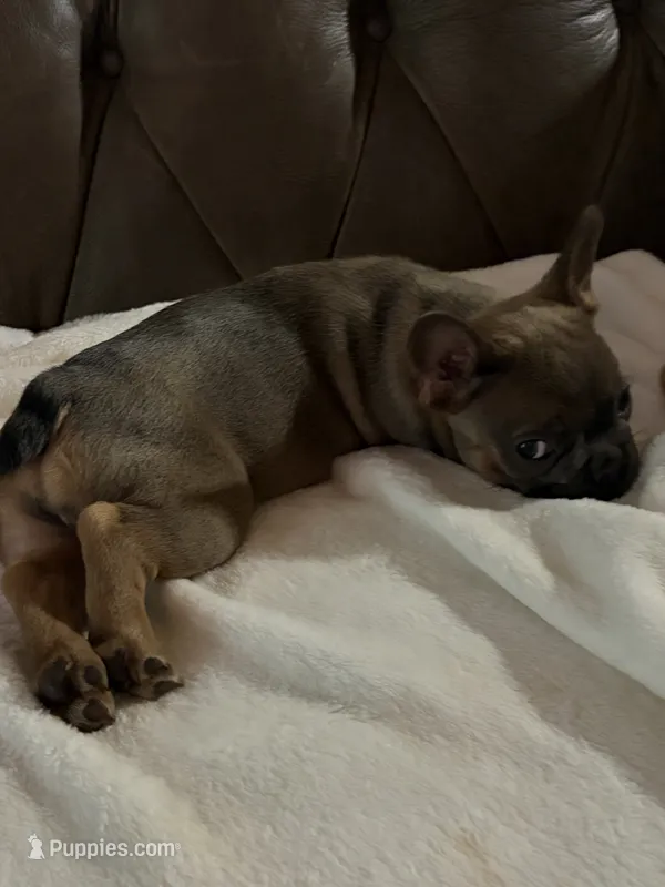 AKC FEMALE Blue Fluffy Carrier  – French Bulldog puppy for sale in Opp, AL