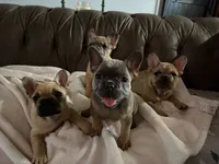 AKC Fawn Merle Fluffy Carrier, a male French Bulldog for sale in Opp, AL – 5 of 10