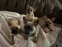 AKC FEMALE Chocolate Merle Fluffy Carrier, a female French Bulldog for sale in Opp, AL – 10 of 10