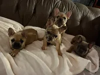 AKC Fawn Merle Fluffy Carrier, a male French Bulldog for sale in Opp, AL – 10 of 10