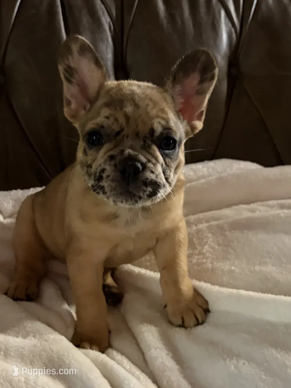 AKC FEMALE Chocolate Merle Fluffy Carrier – French Bulldog puppy for sale in Opp, AL