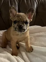 AKC FEMALE Chocolate Merle Fluffy Carrier, a female French Bulldog for sale in Opp, AL – 1 of 10