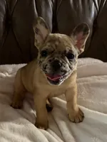 AKC FEMALE Chocolate Merle Fluffy Carrier, a female French Bulldog for sale in Opp, AL – 6 of 10